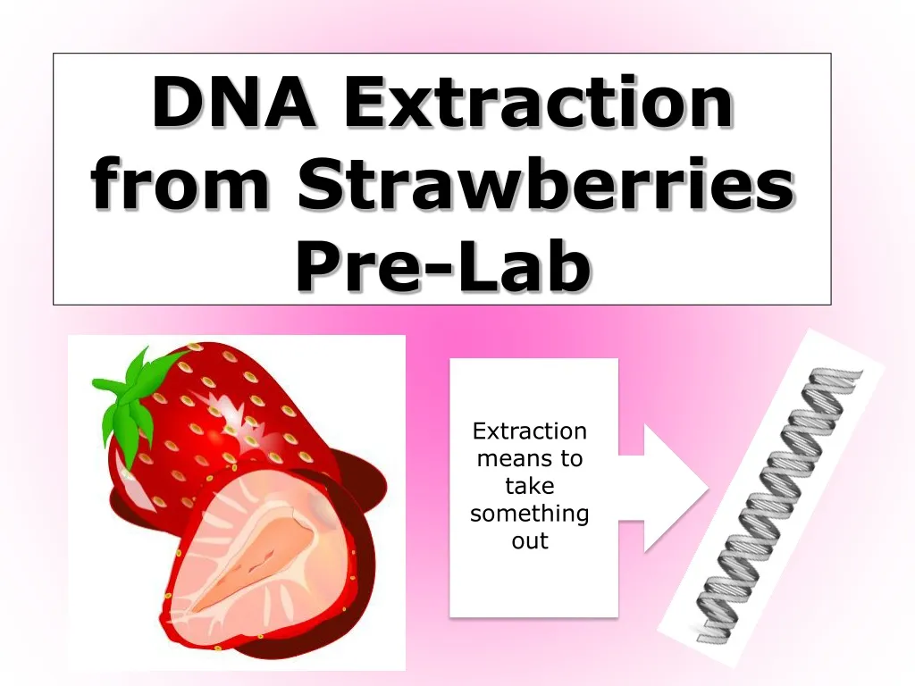 dna extraction from strawberries pre lab n.