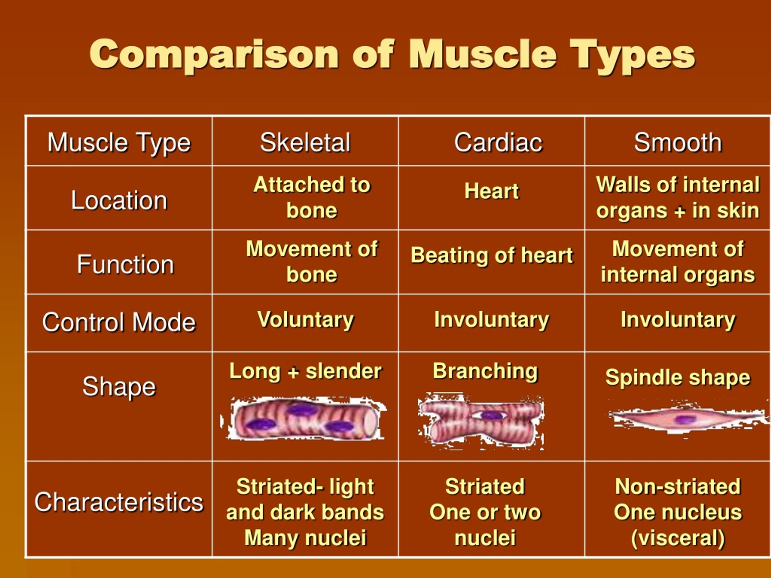 Types of comparisons. Muscle Comparison. Types of muscle skeletal smooth and Cardiac muscle таблица на русском. There are … Types of muscles.. Comparision.