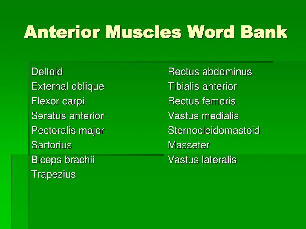 anterior muscles word bank n.