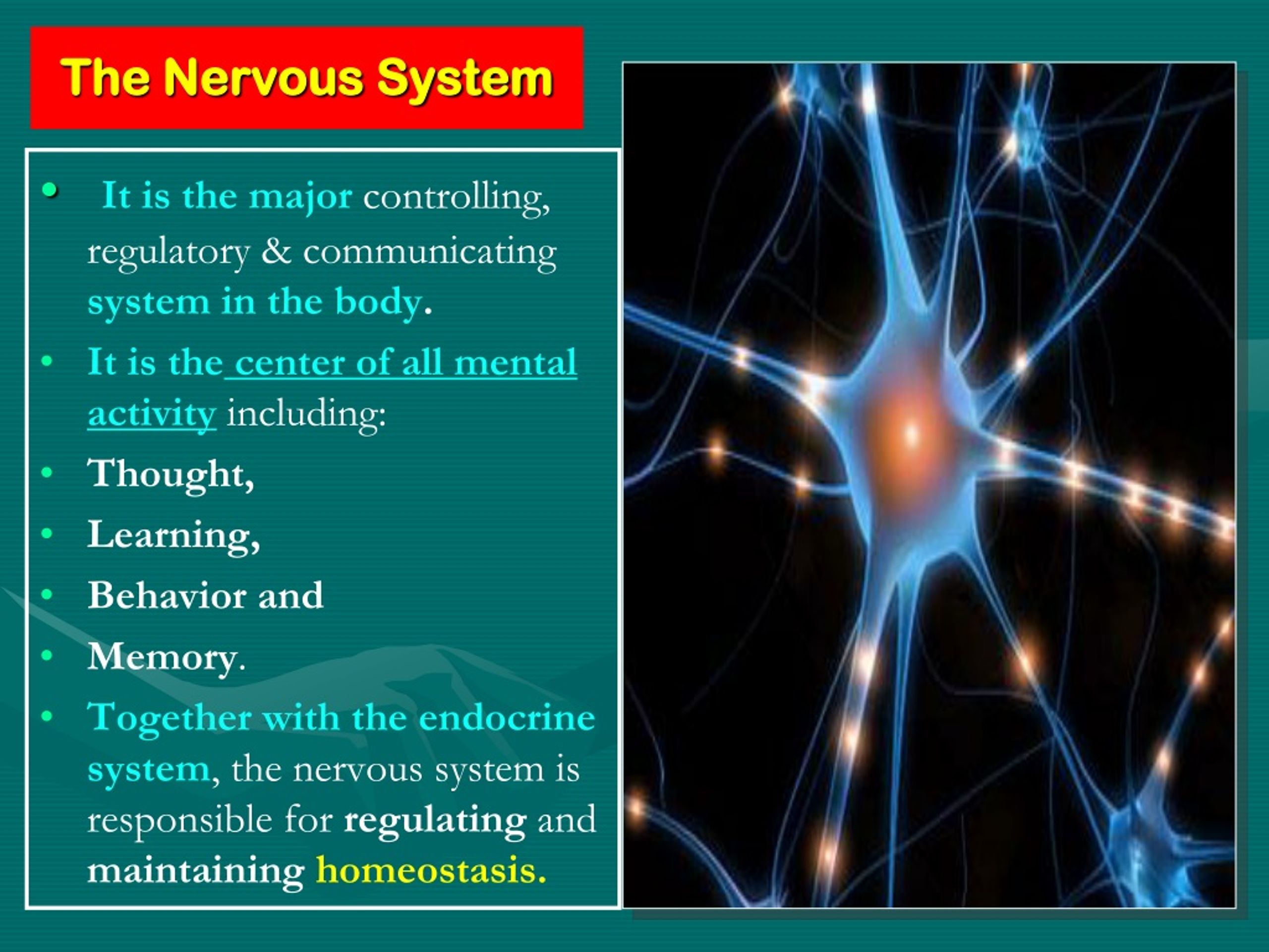 powerpoint presentation about nervous system