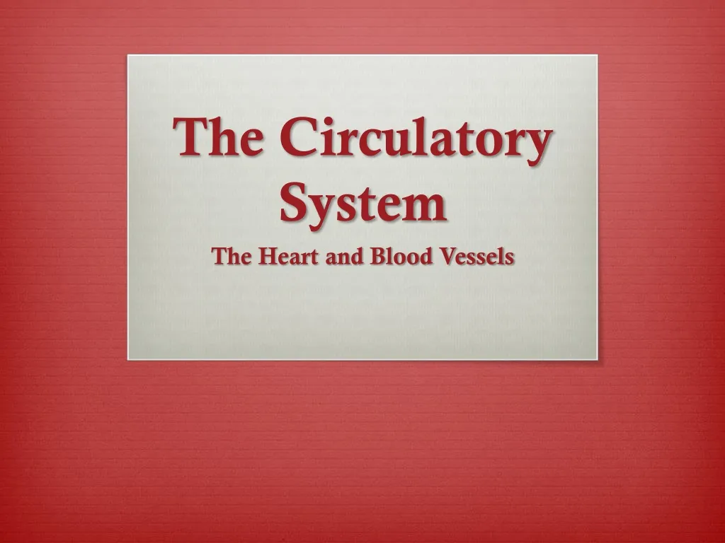 the circulatory system n.