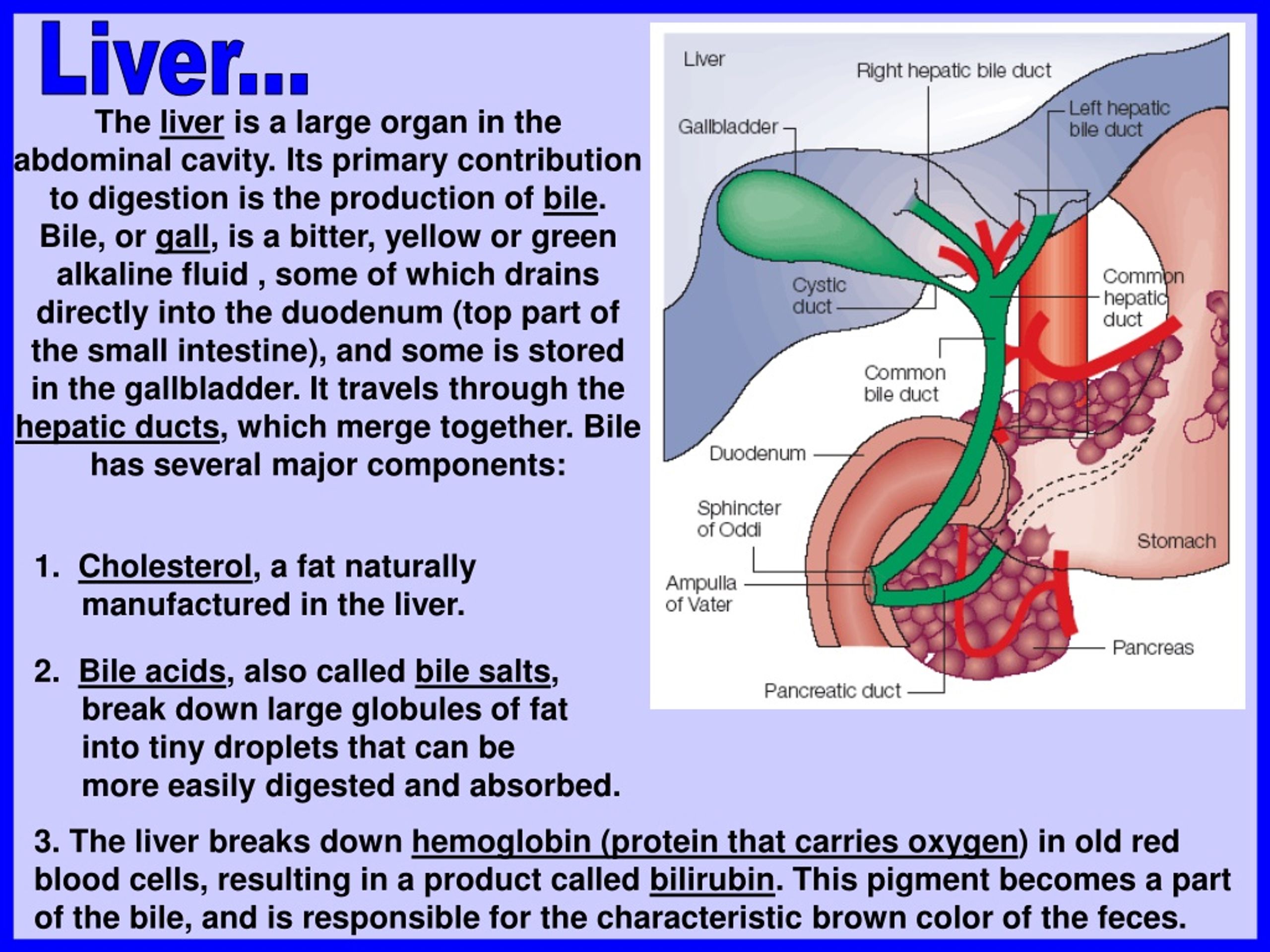 Ppt Digestion Powerpoint Presentation Free Download Id172833