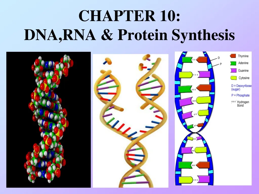 chapter 10 dna rna protein synthesis n.