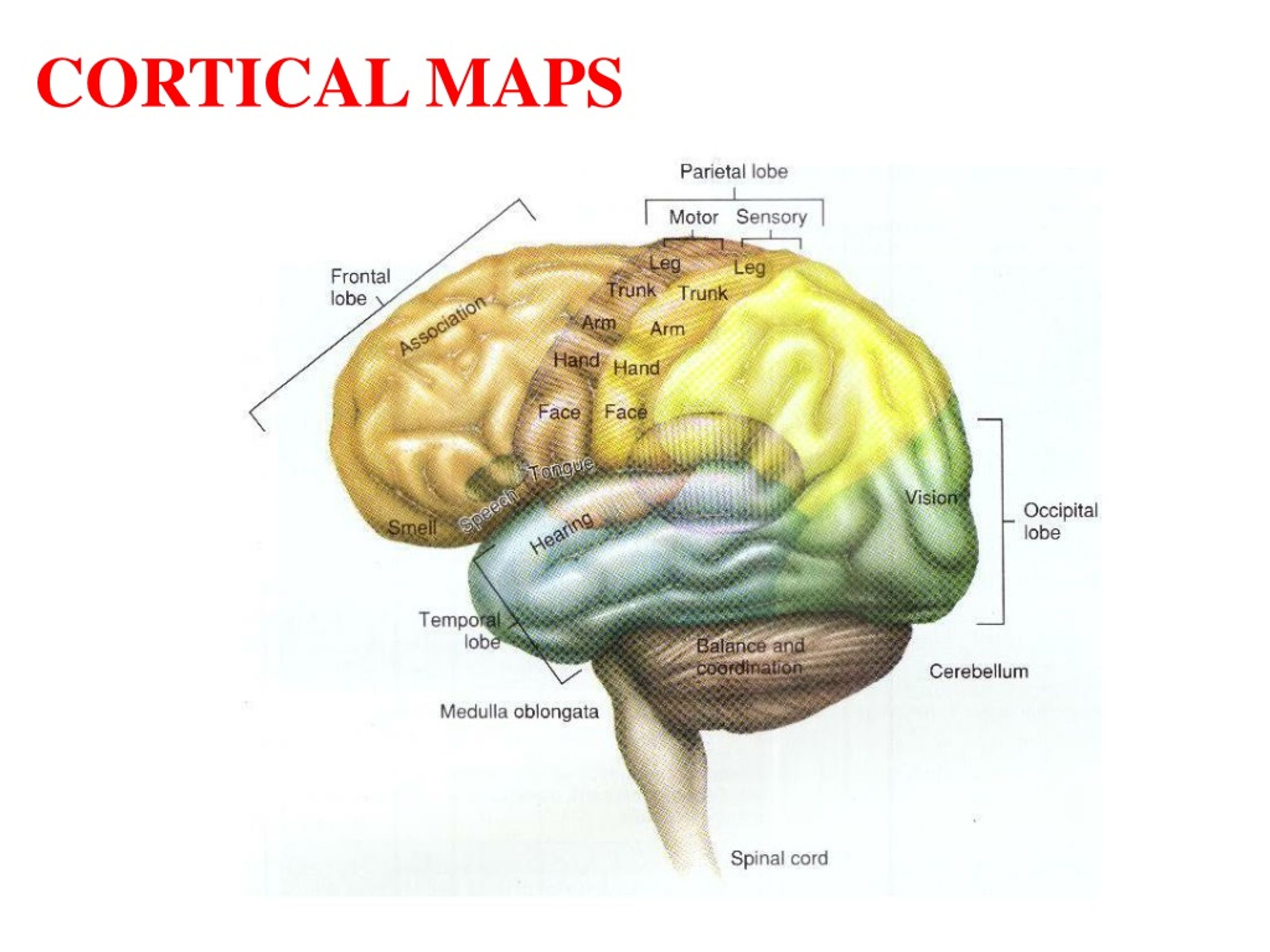 Локализация функций головного. Локализация функций в коре полушарий мозга. Локализация функций в коре большого полушария.. Локализация функций в коре большого мозга.