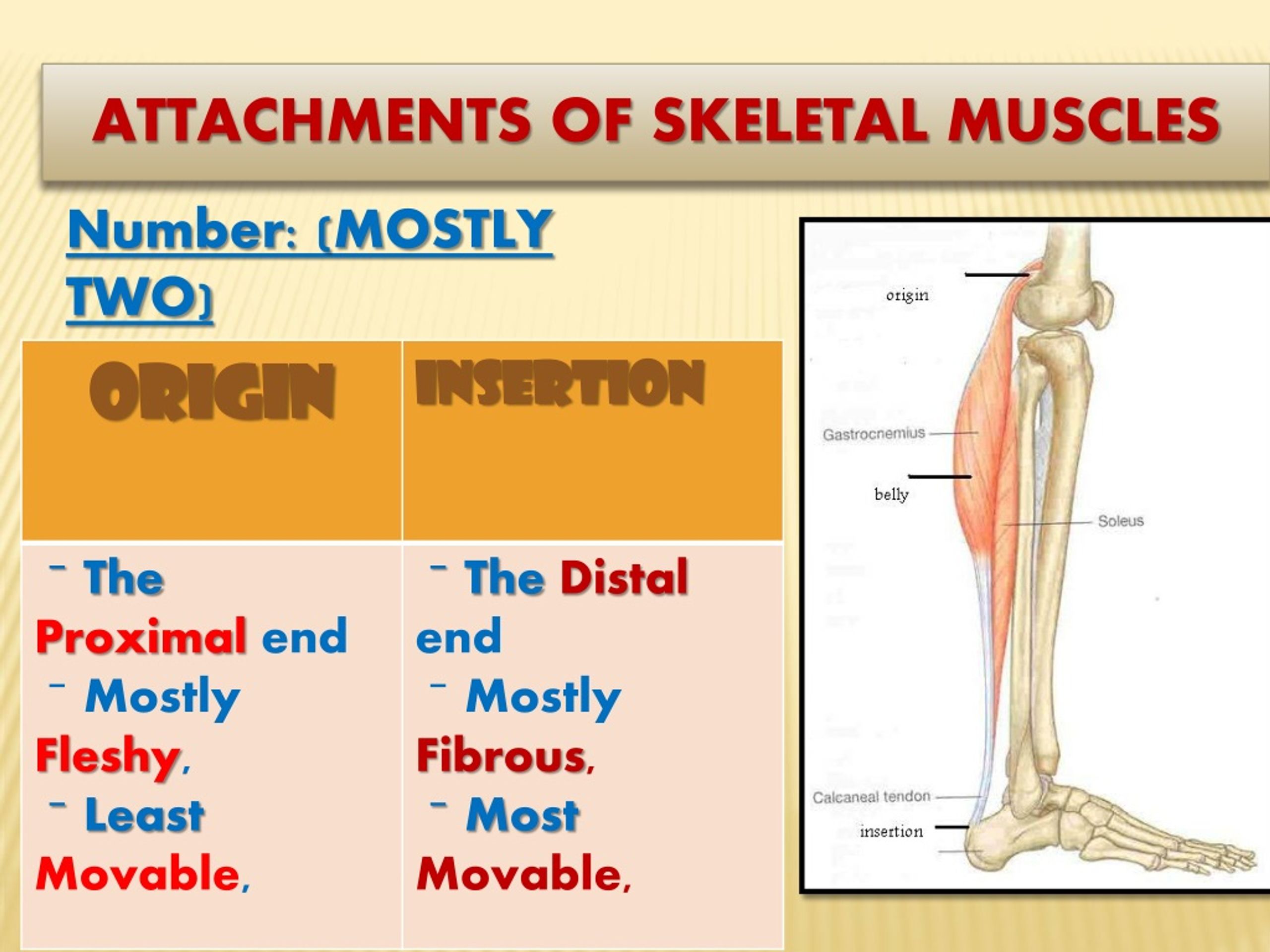 PPT - SKELETAL MUSCLES PowerPoint Presentation, free download - ID:176787