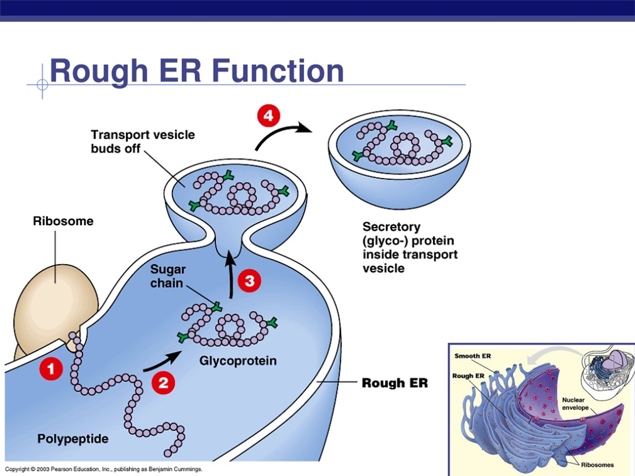 PPT Types of cells PowerPoint Presentation, free download ID179932