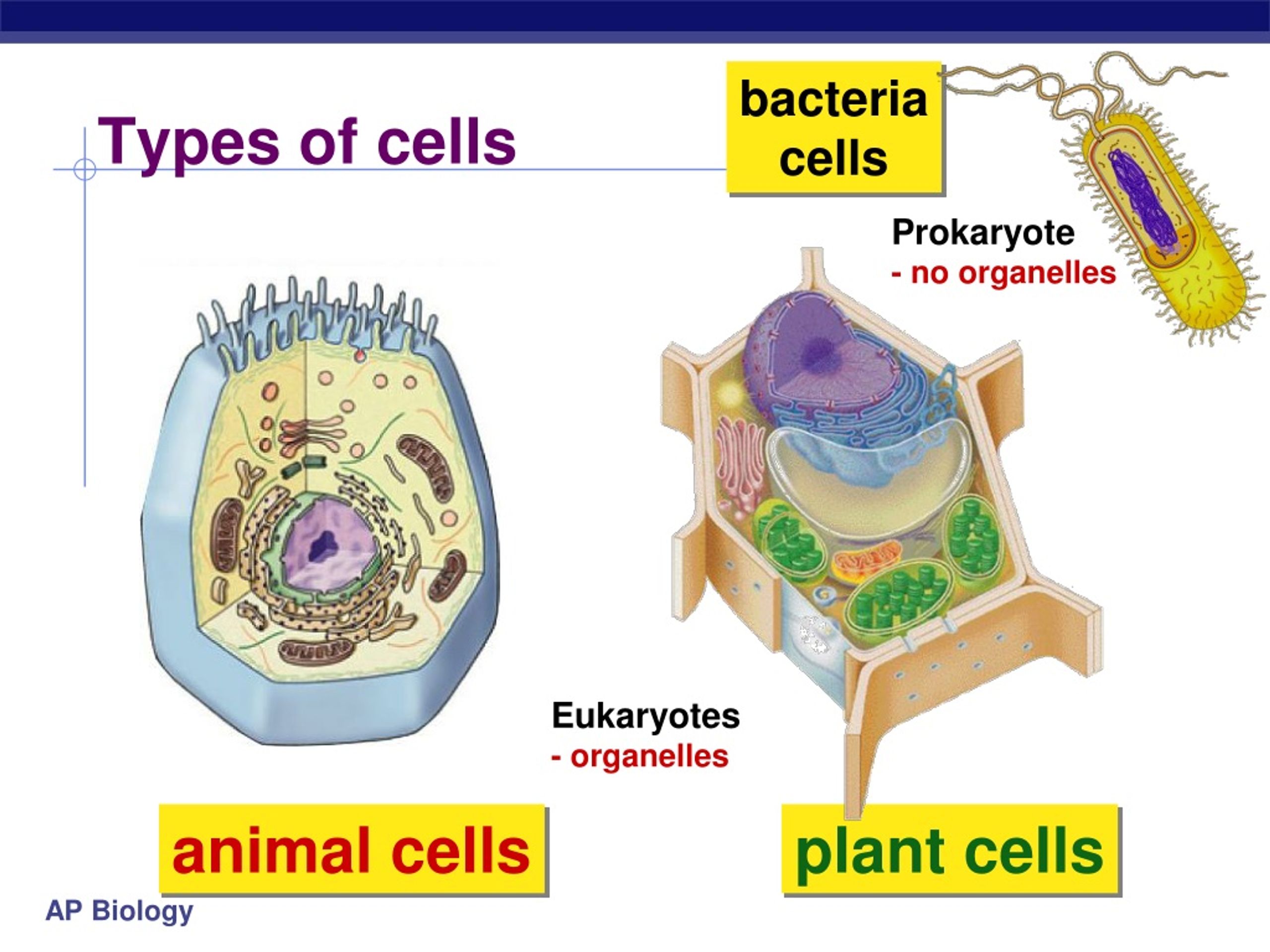 PPT - Types of cells PowerPoint Presentation, free download - ID:179932