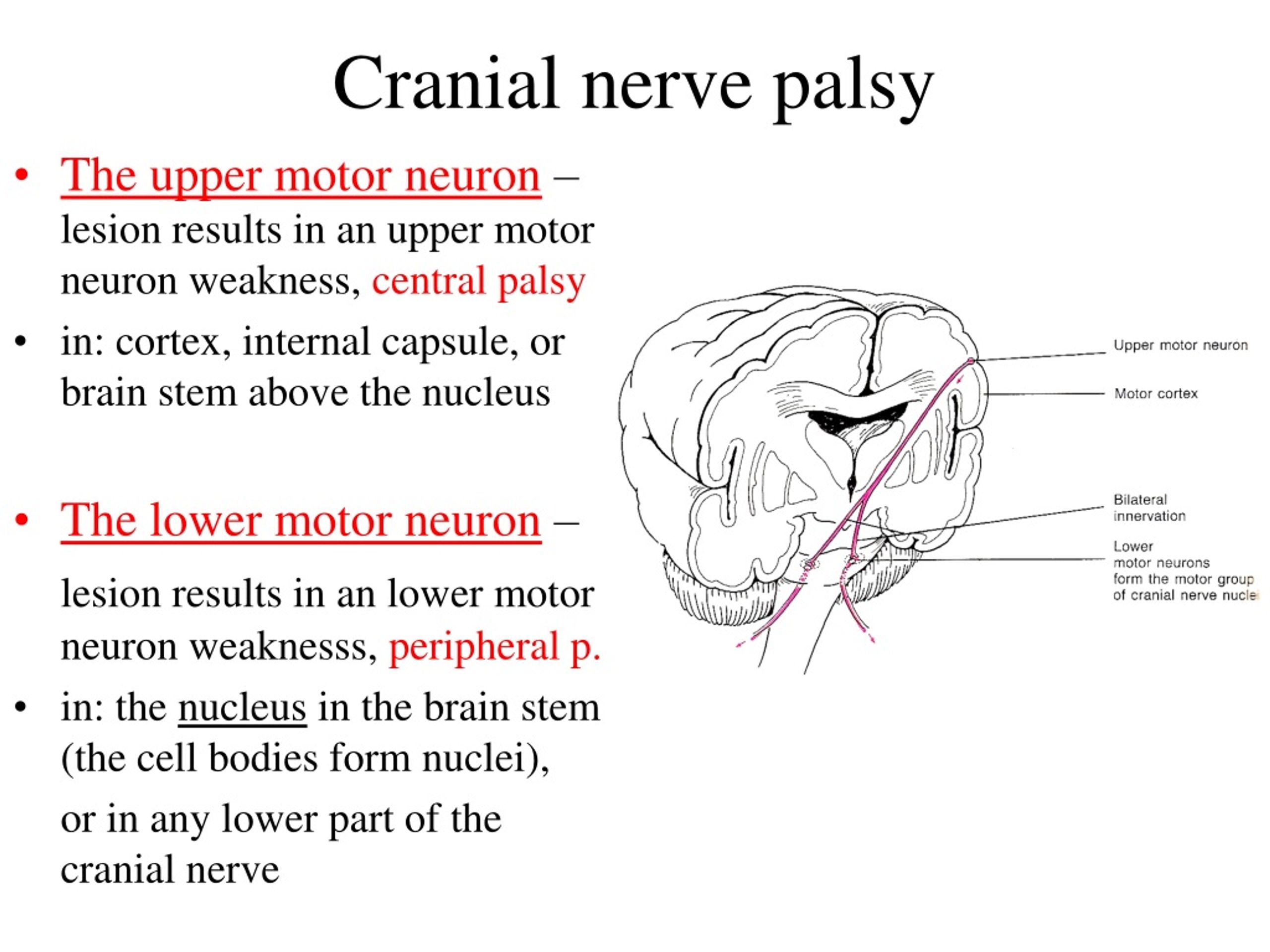 Upper Motor Neuron And Lower Motor Neuron Nerve Palsy - Infoupdate.org