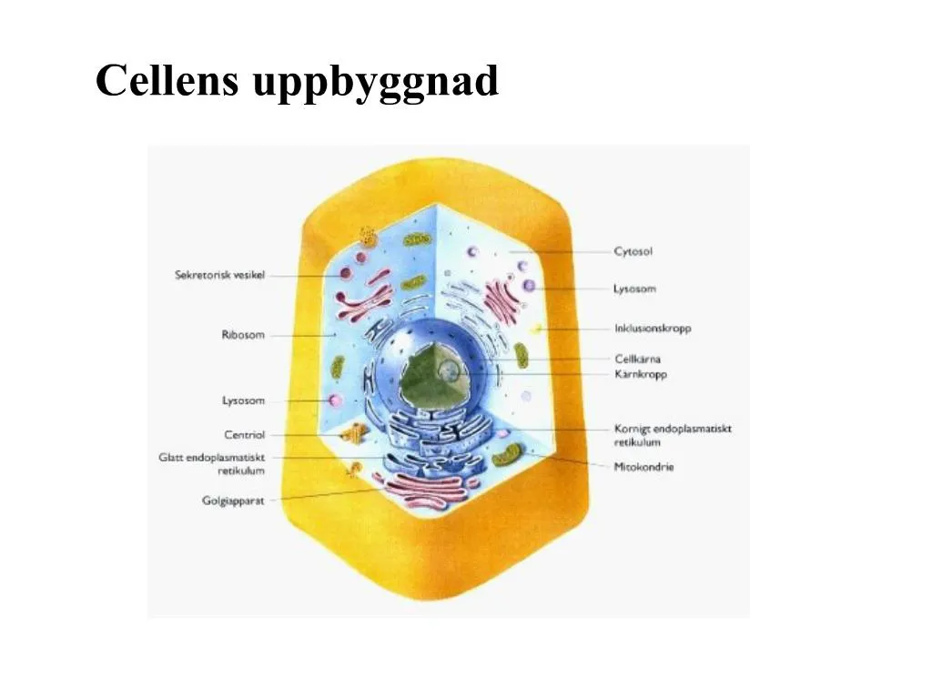 PPT - Cellens Uppbyggnad PowerPoint Presentation, Free Download - ID:187770