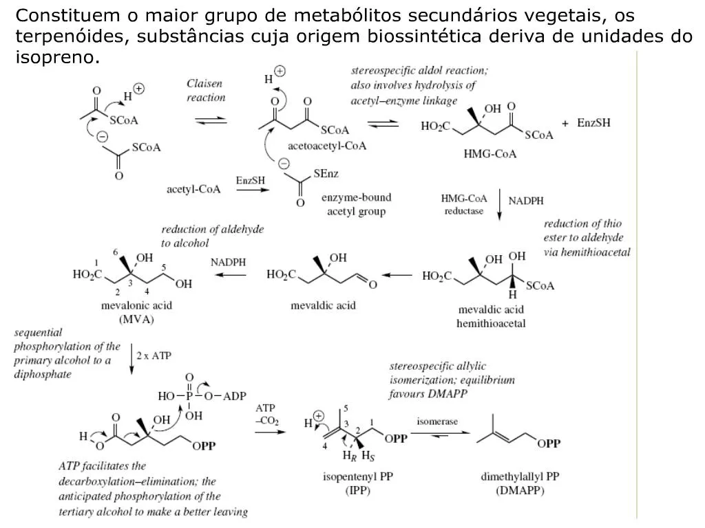 PPT Constituem O Maior Grupo De Metab Litos Secund Rios Vegetais Os Terpen Ides Subst Ncias