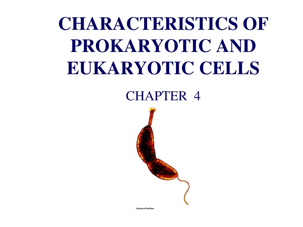 characteristics of prokaryotic and eukaryotic cells n.