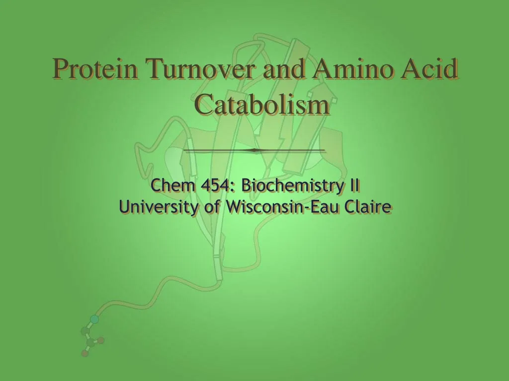 protein turnover and amino acid catabolism n.