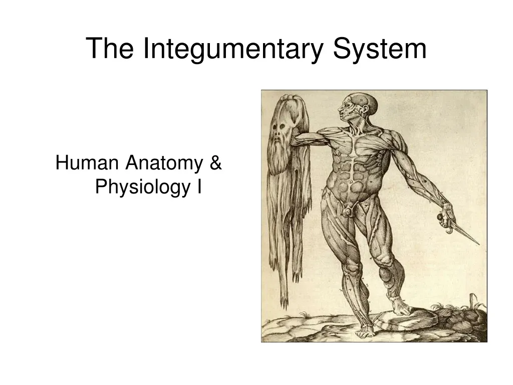 the integumentary system n.