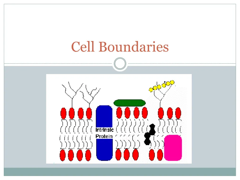 cell boundaries n.