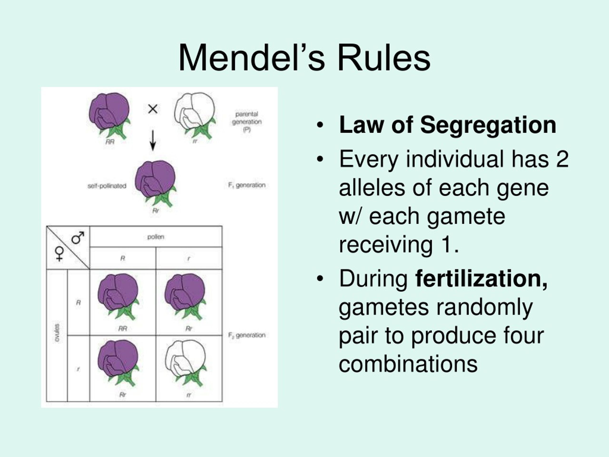 Ppt Mendel And Meiosis Powerpoint Presentation Free Download Id 198548