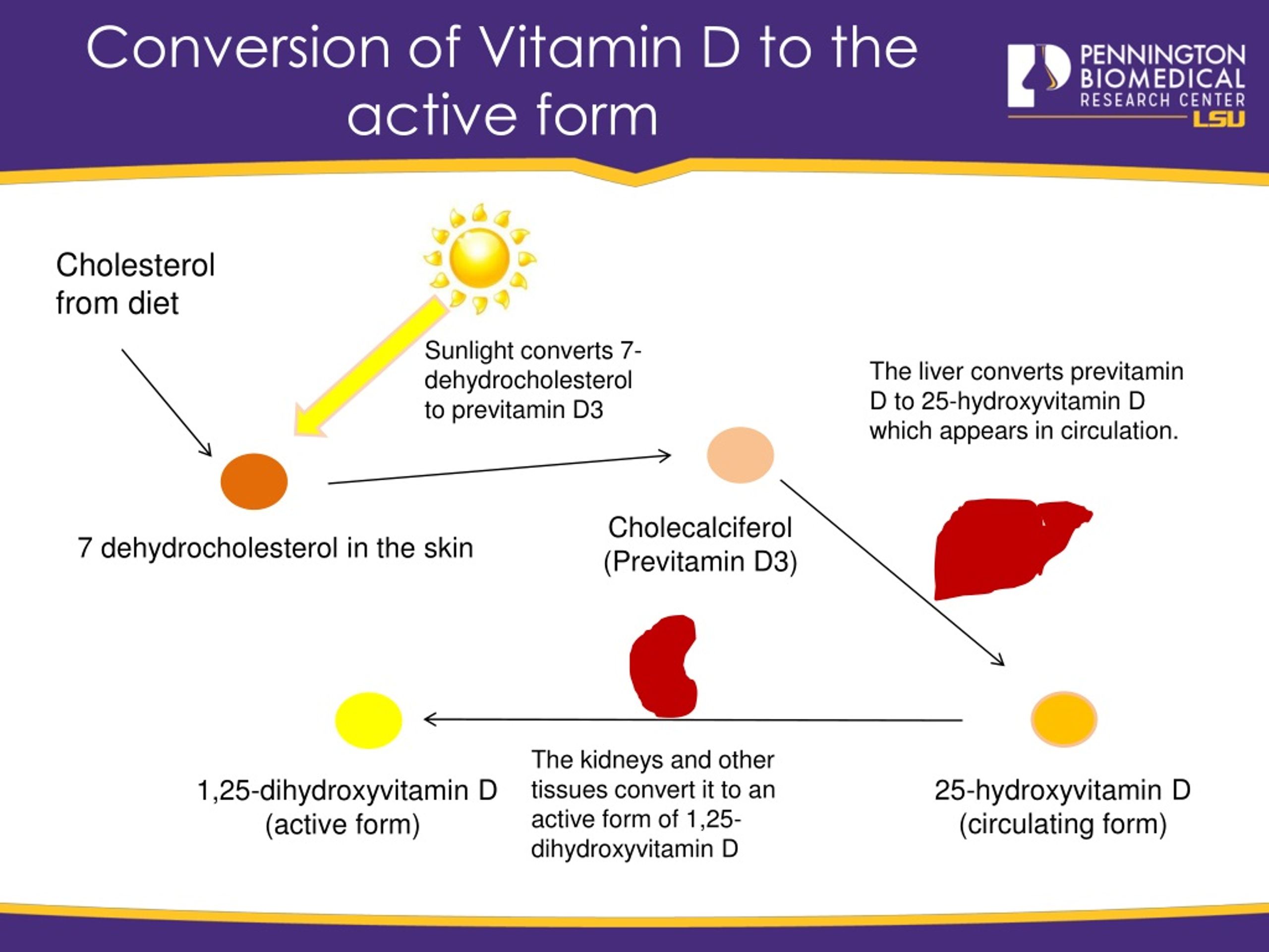 ppt-vitamin-d-and-health-powerpoint-presentation-free-download-id