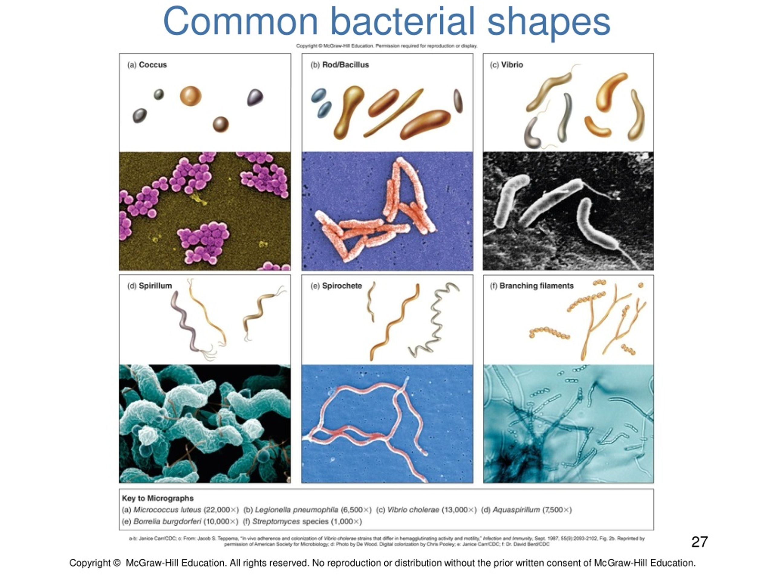 bacteria shapes and sizes