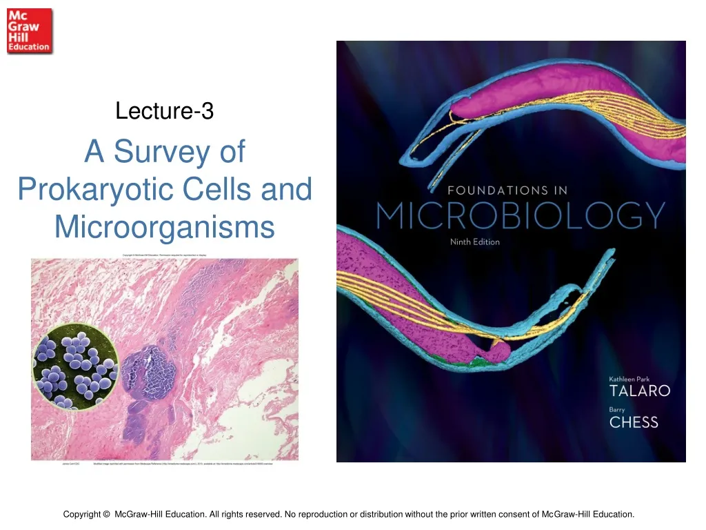 lecture 3 a survey of prokaryotic cells and microorganisms n.