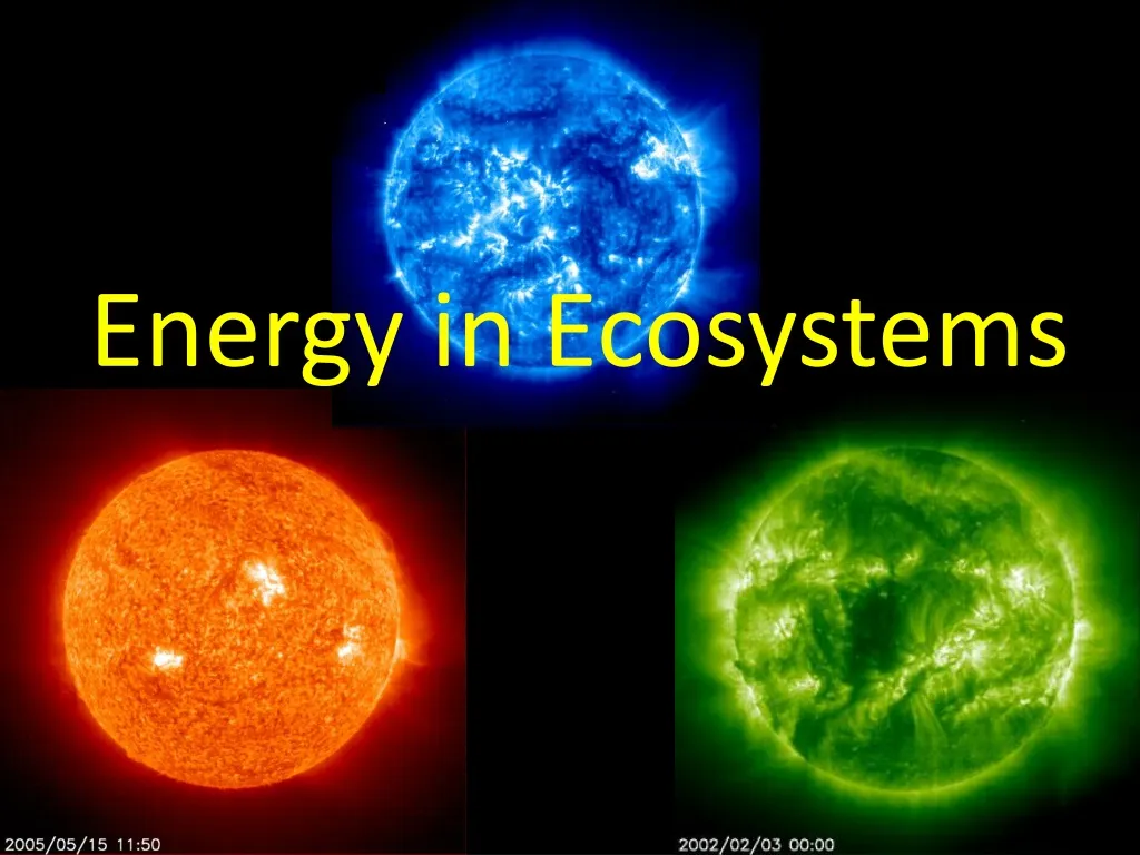 energy in ecosystems n.