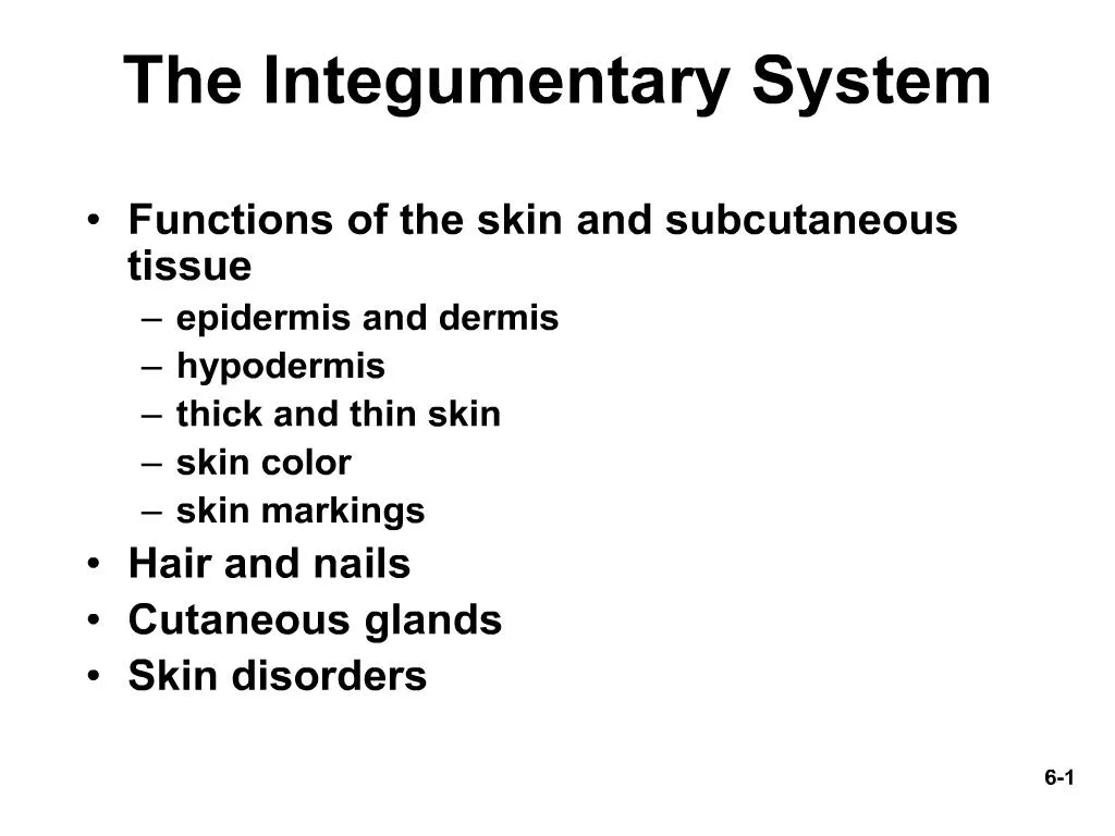 Ppt The Integumentary System Powerpoint Presentation Free Download Id203552 6742