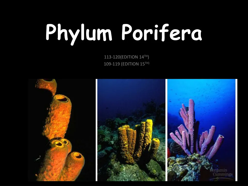 phylum porifera n.