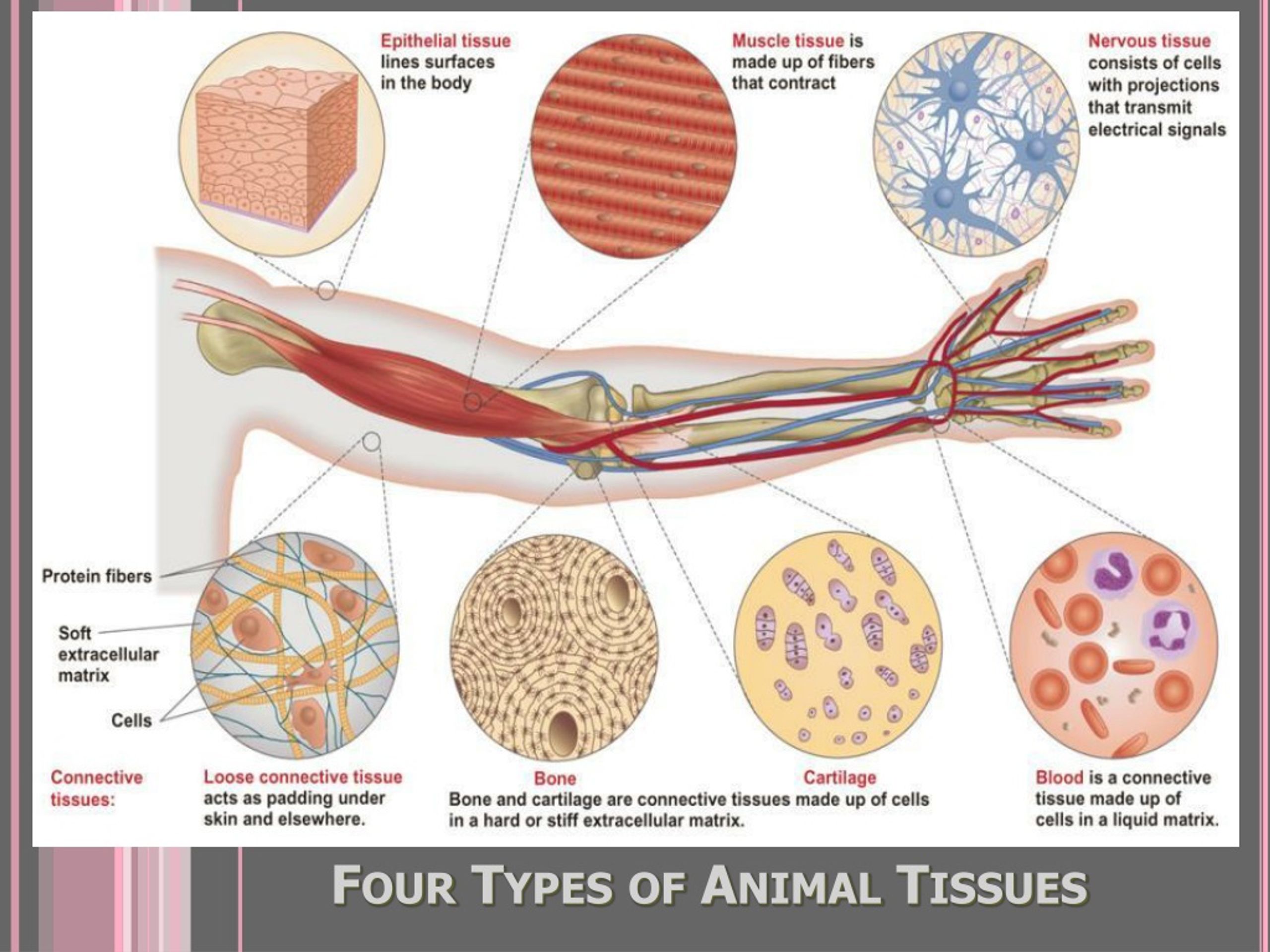 PPT - Four Types of Animal Tissues PowerPoint Presentation, free download -  ID:208278