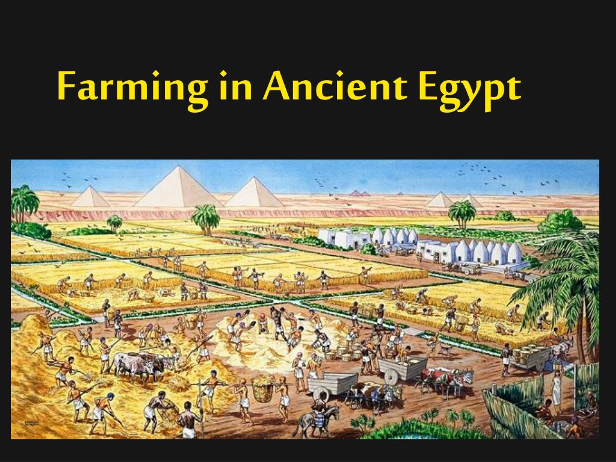 Ancient Egyptian Farmers Ancient Egyptian Farmers