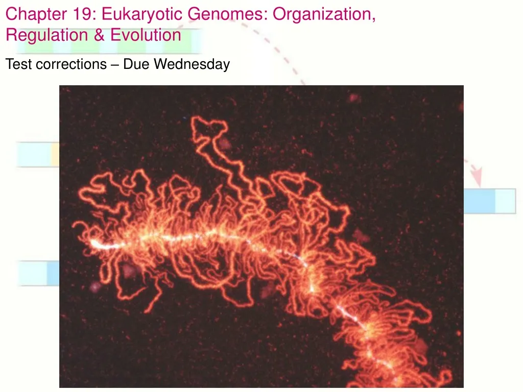 chapter 19 eukaryotic genomes organization n.