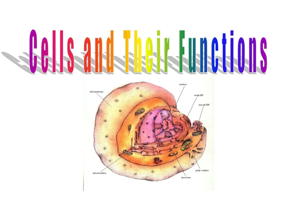 cells and their functions n.