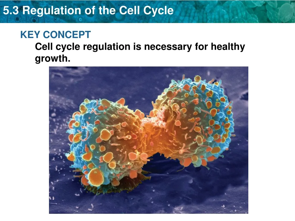 key concept cell cycle regulation is necessary n.