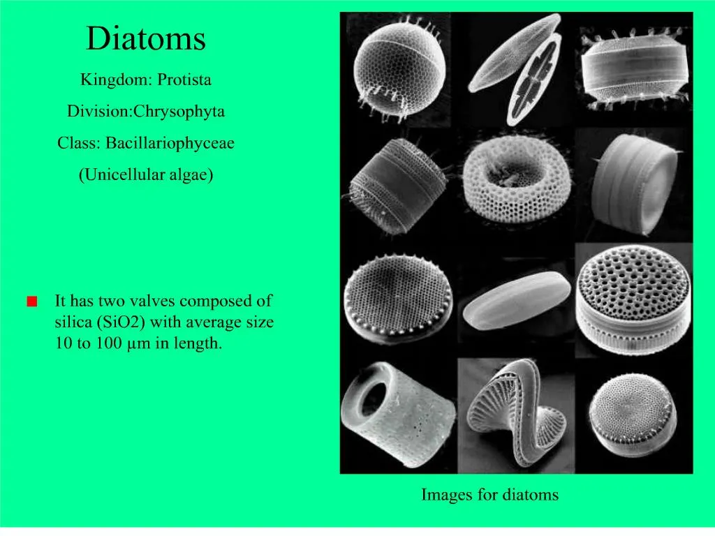 Are All Phytoplankton Unicellular?