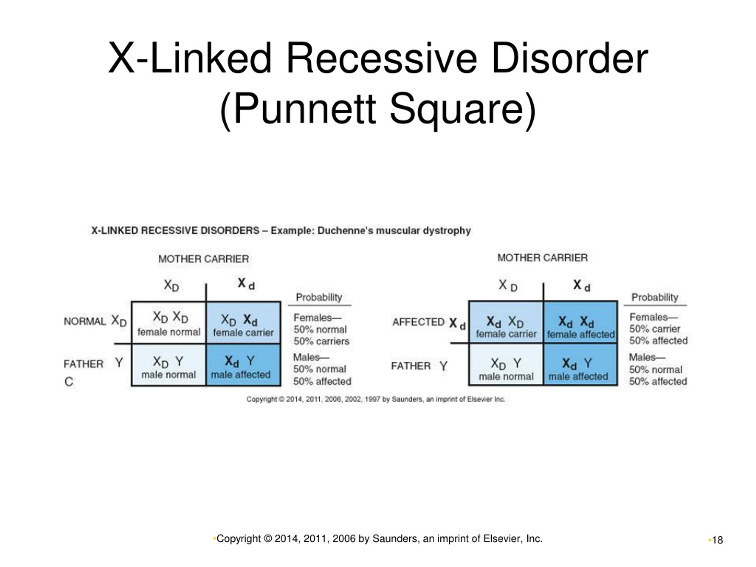 Fragile X Syndrome Punnett Square