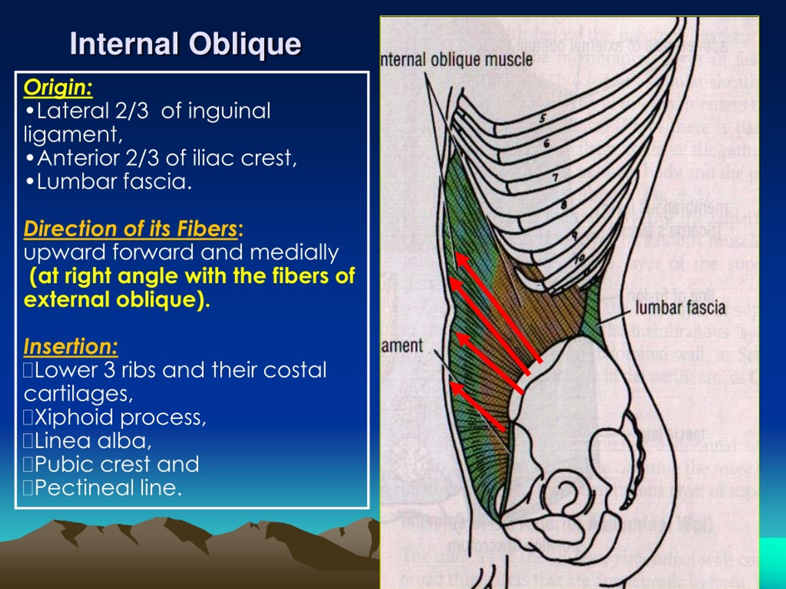 Internal. Internal Oblique мышца. Internal внутренний. Oblique 