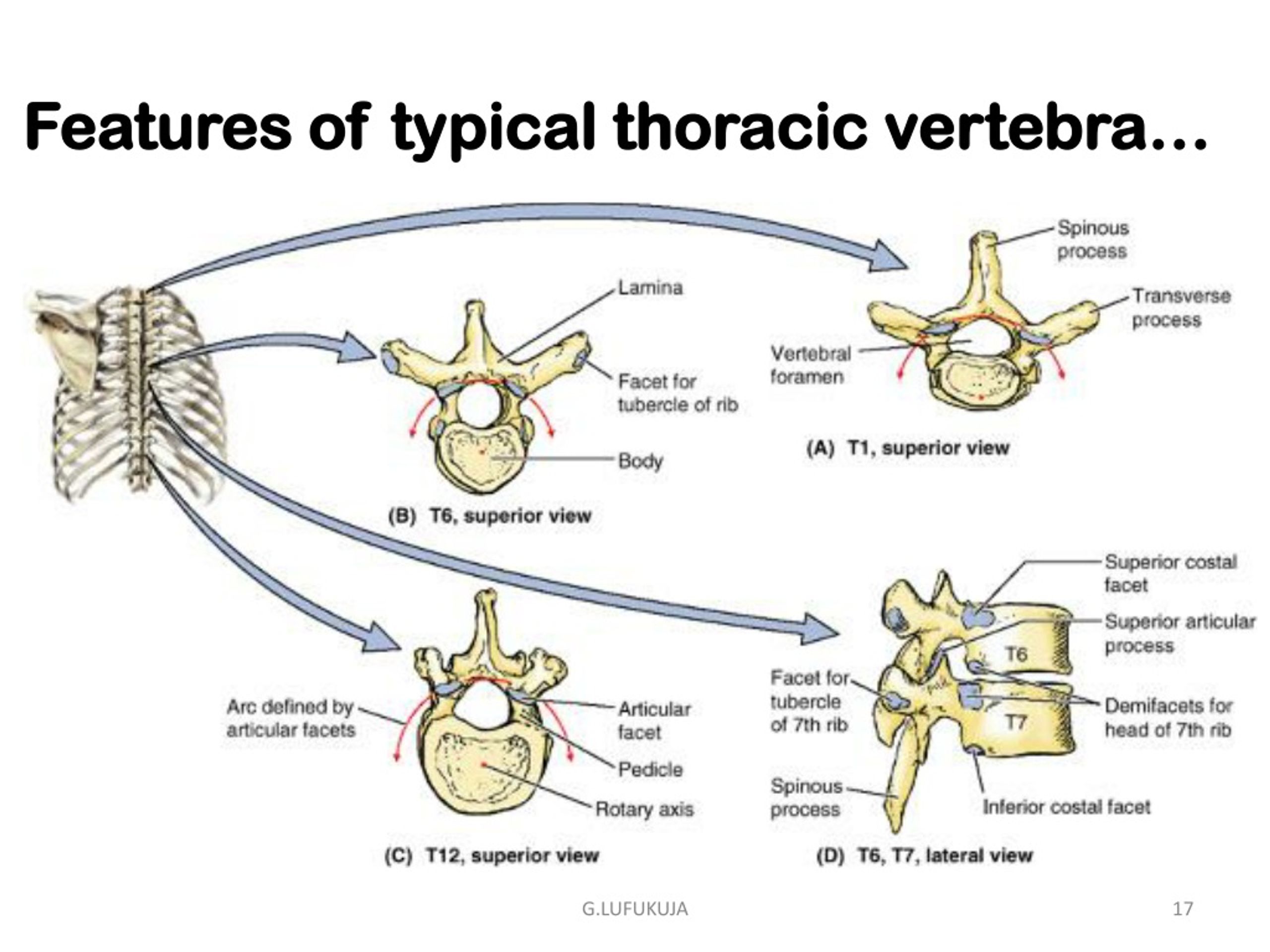 PPT - SURFACE ANATOMY & MARKINGS OF THE THORAX PowerPoint Presentation