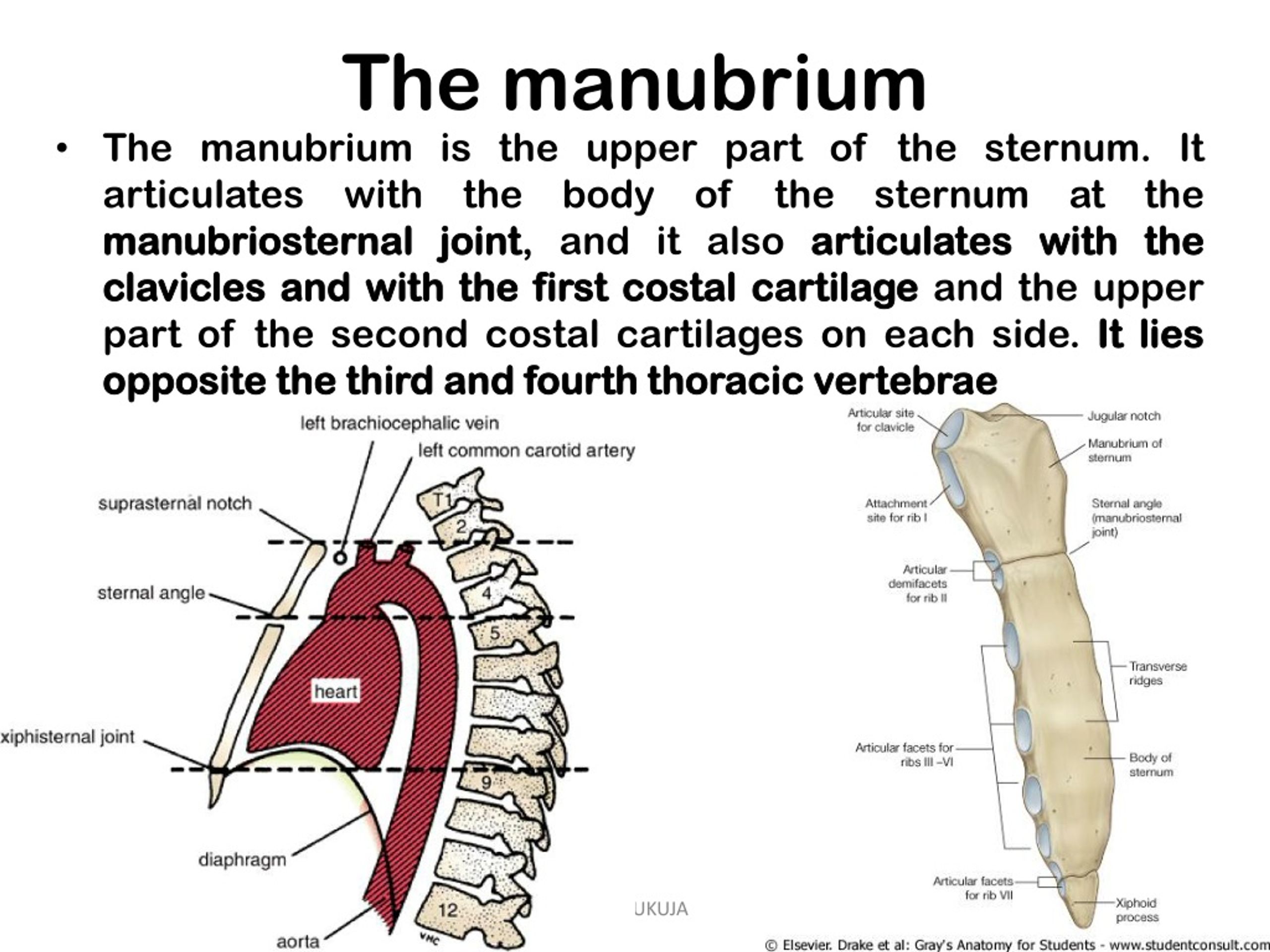 PPT SURFACE ANATOMY MARKINGS OF THE THORAX PowerPoint Presentation PPT SURFACE ANATOMY MARKINGS OF THE THORAX PowerPoint Presentation