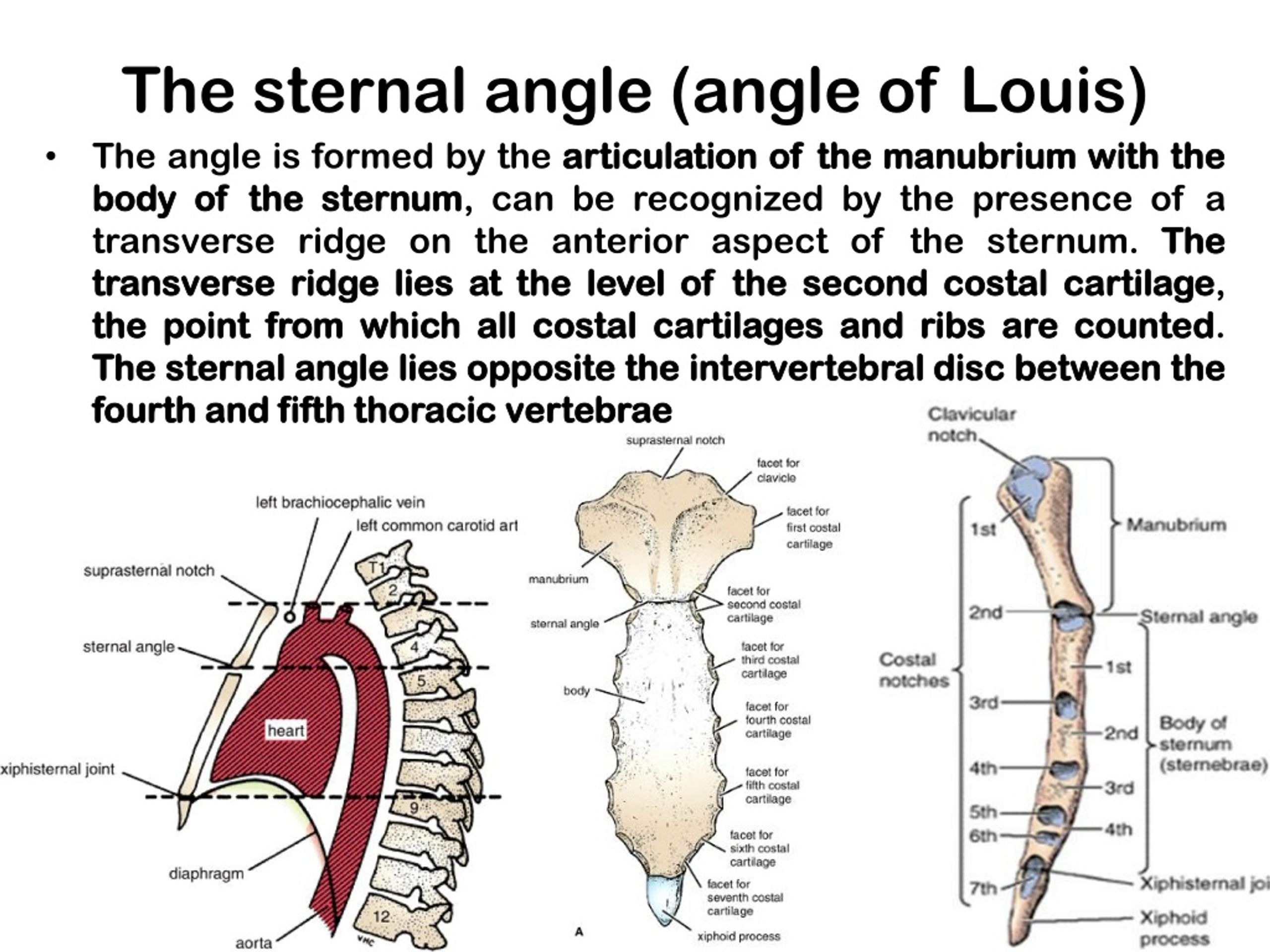 Events at the sternal angle of Louis 