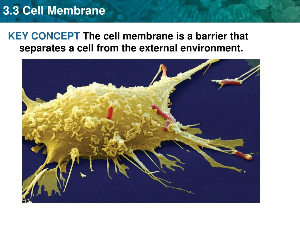 key concept the cell membrane is a barrier that n.