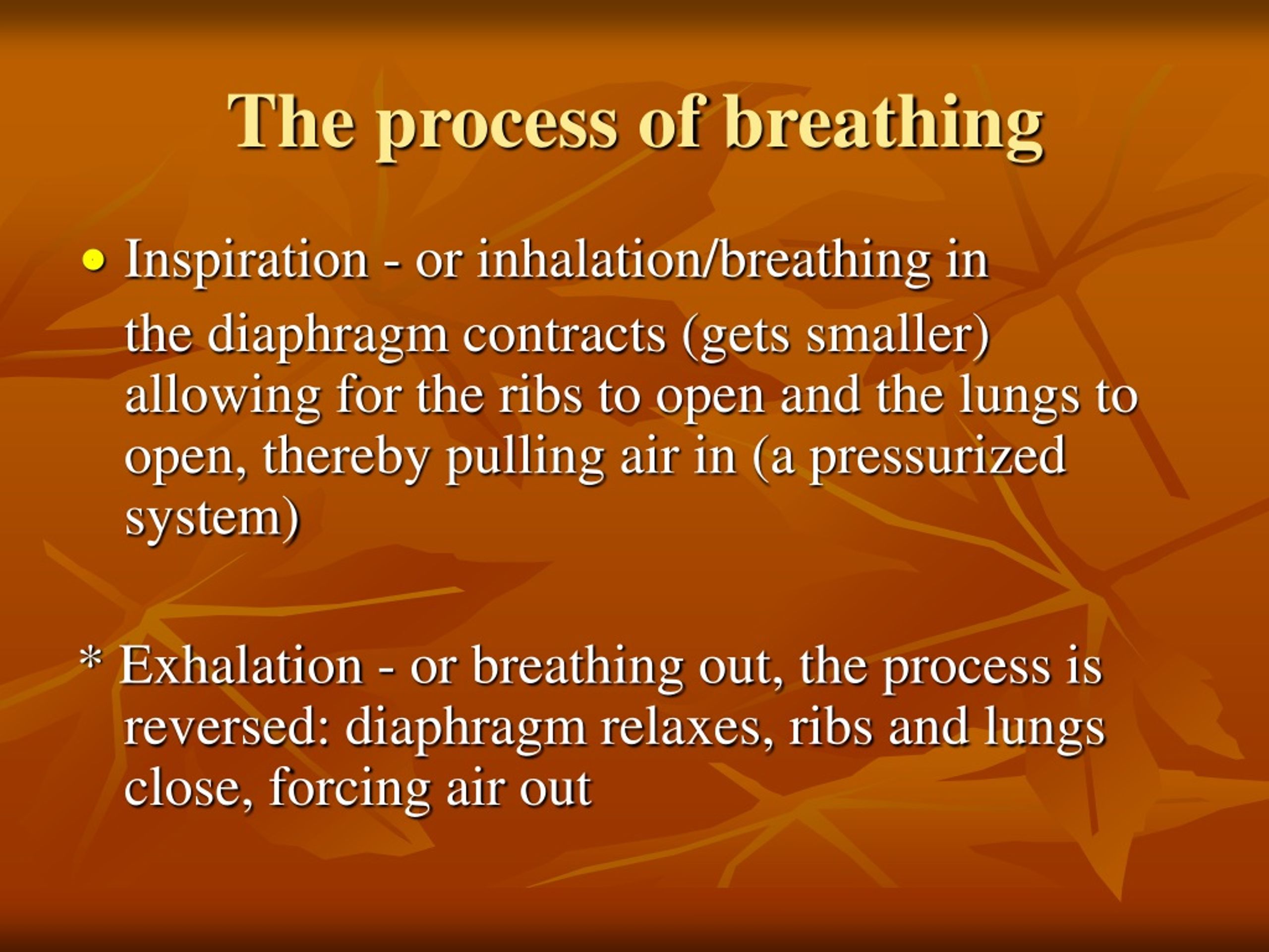 PPT - The Respiratory System PowerPoint Presentation, free download ...