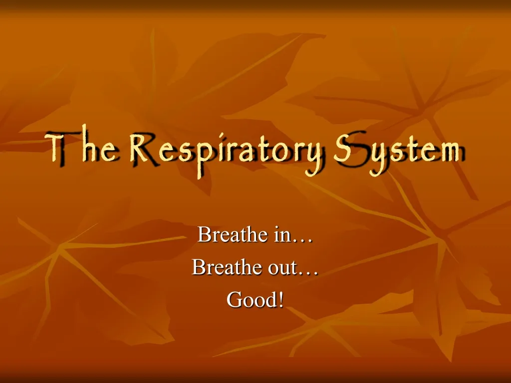 the respiratory system n.