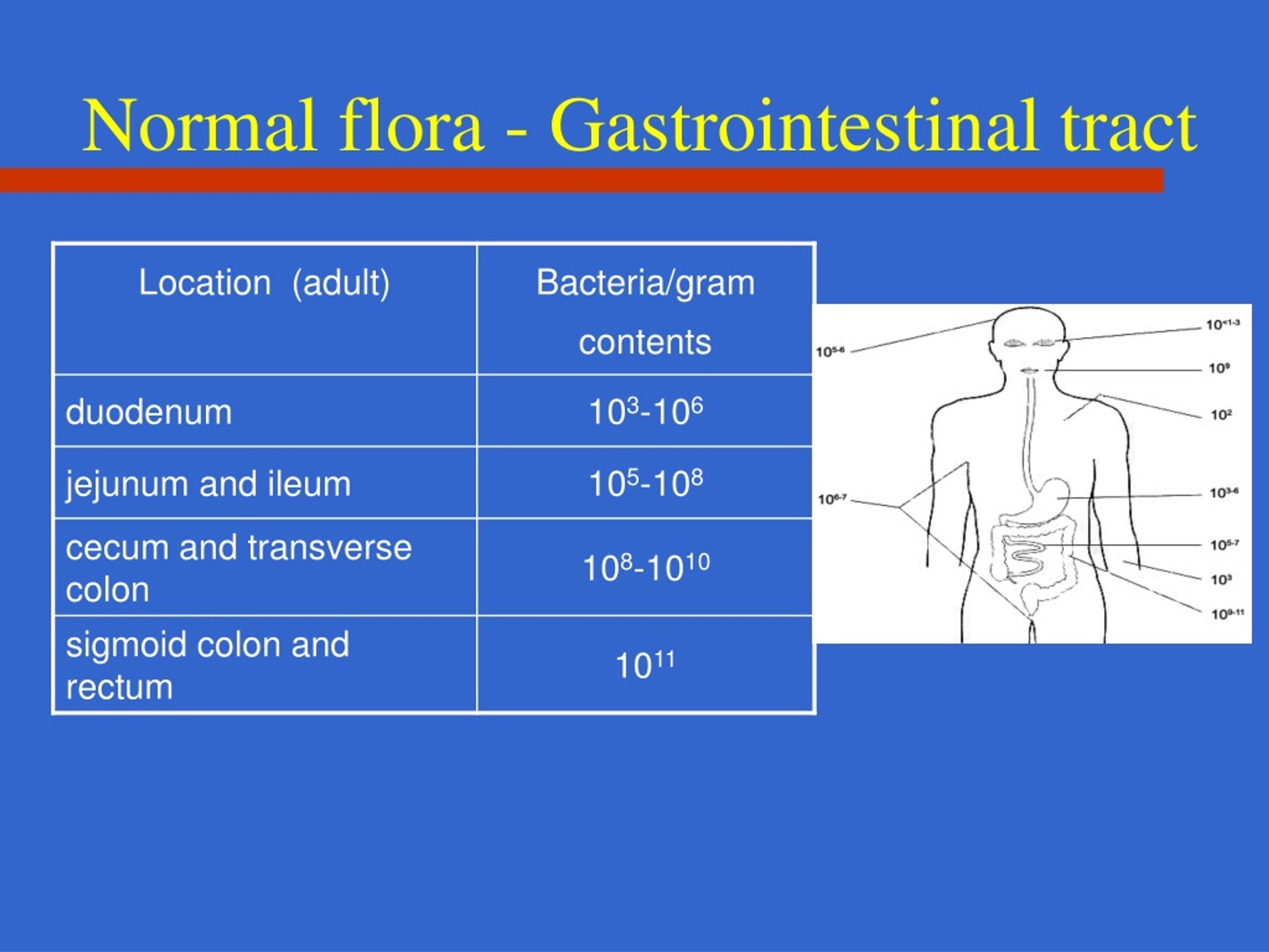 Growth Of Normal Urogenital Flora Meaning