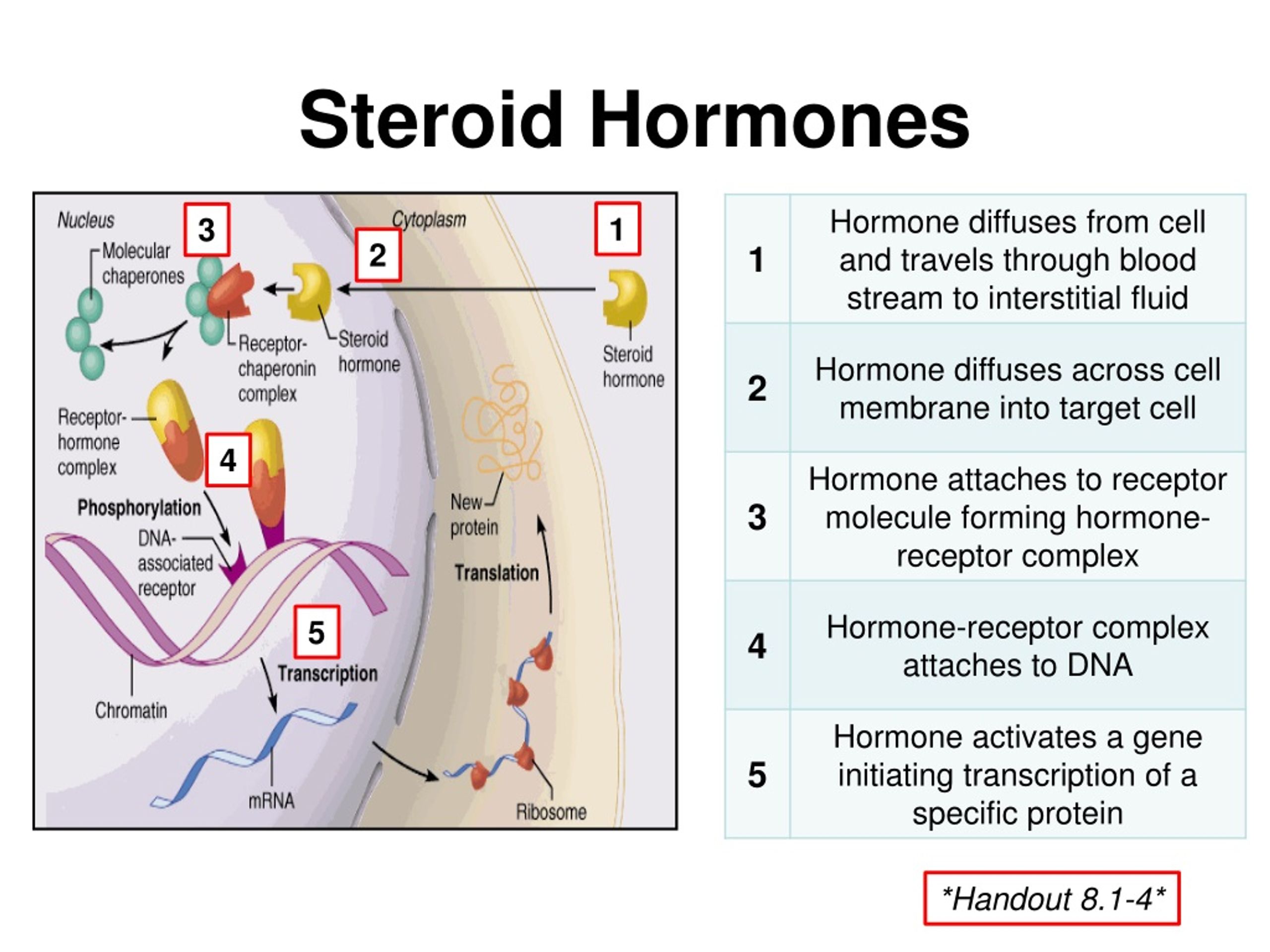 Steroid Hormones Functions
