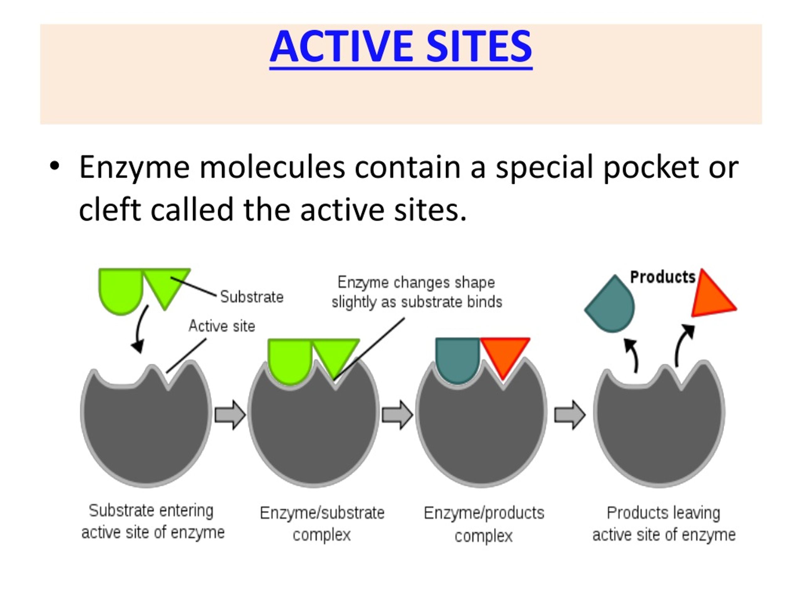Action site. Enzymes structure. The Active Center of the Enzyme. Enzyme Active site. Function of Enzyme.