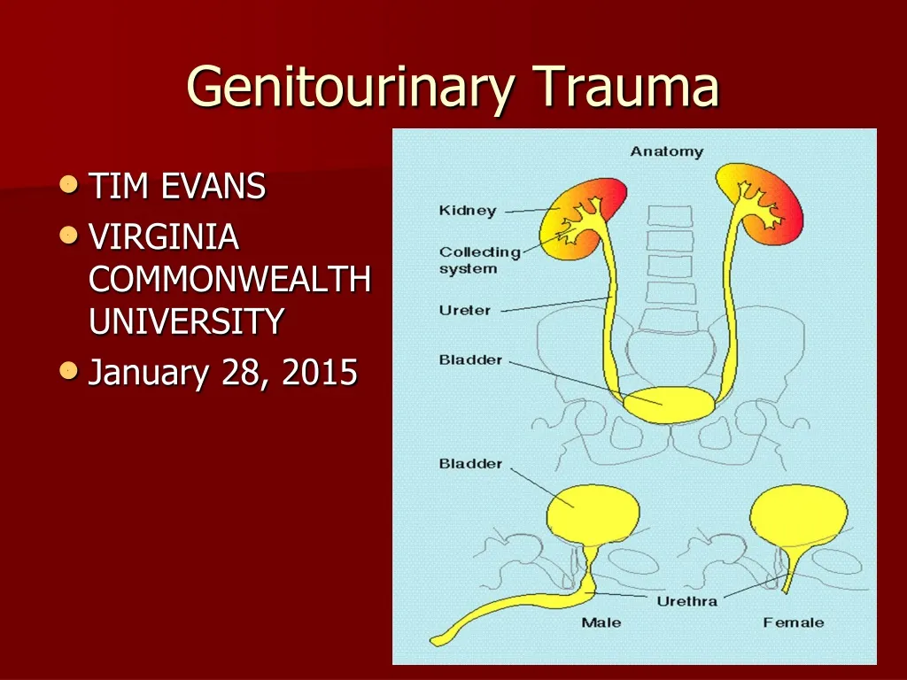 PPT - Genitourinary Trauma PowerPoint Presentation, Free Download - ID ...