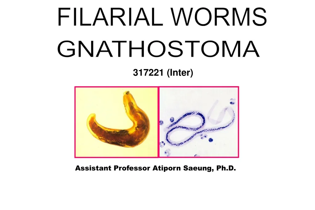 Ppt Gnathostoma Powerpoint Presentation Free Download Id