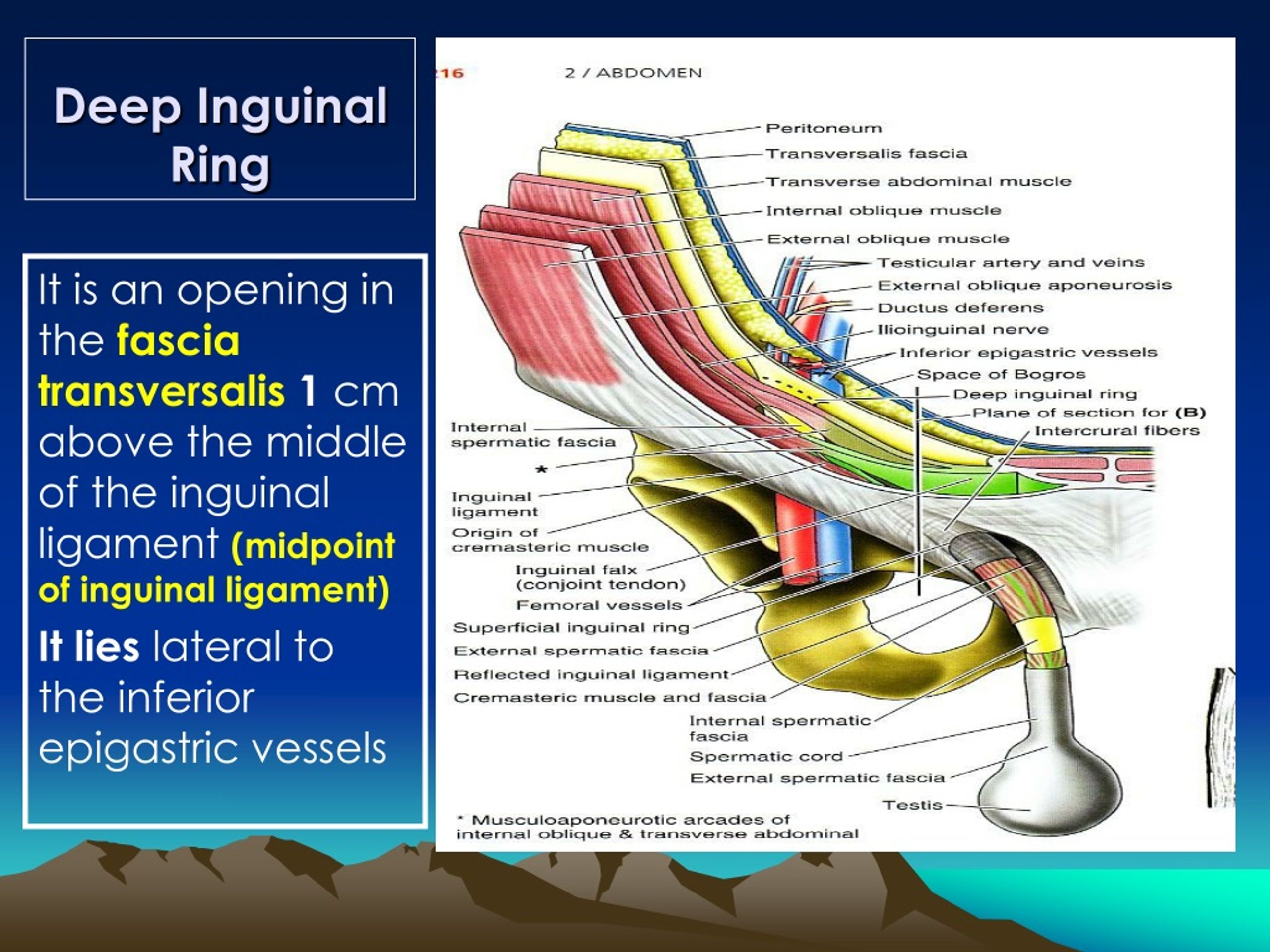 The walls of the Inguinal Canal - As it comes from deeper to superficial  surfaces, multiple muscles - Studocu