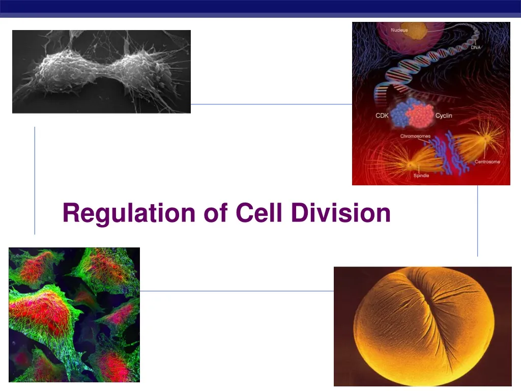 regulation of cell division n.
