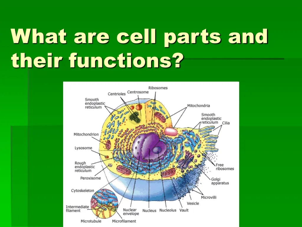 what are cell parts and their functions n.