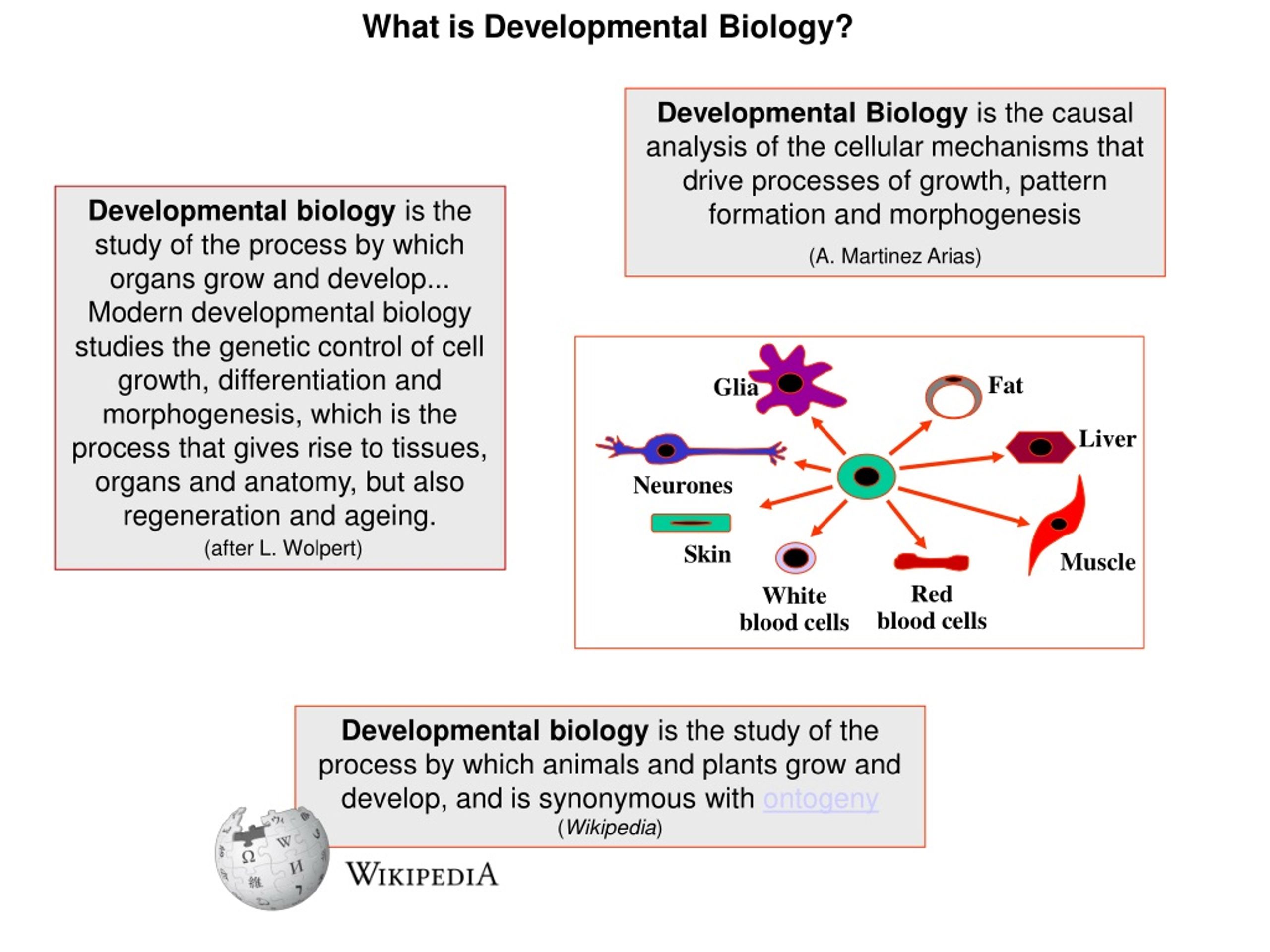 PPT Why Should We Engage In Developmental Biology PowerPoint 