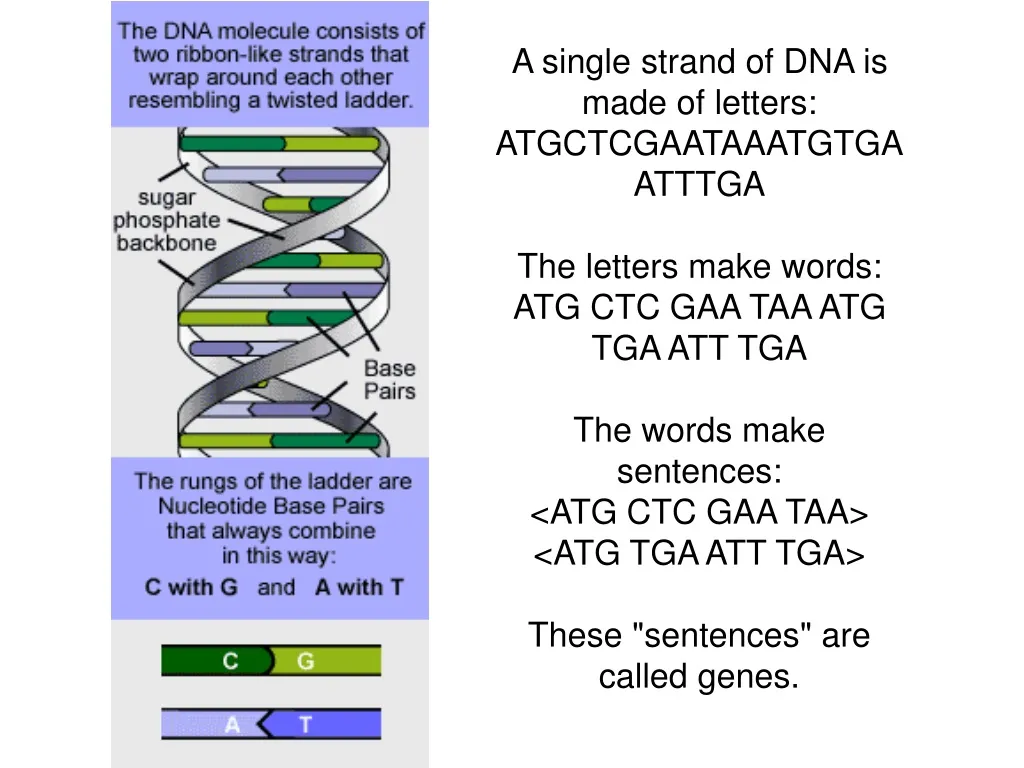 a single strand of dna is made of letters n.