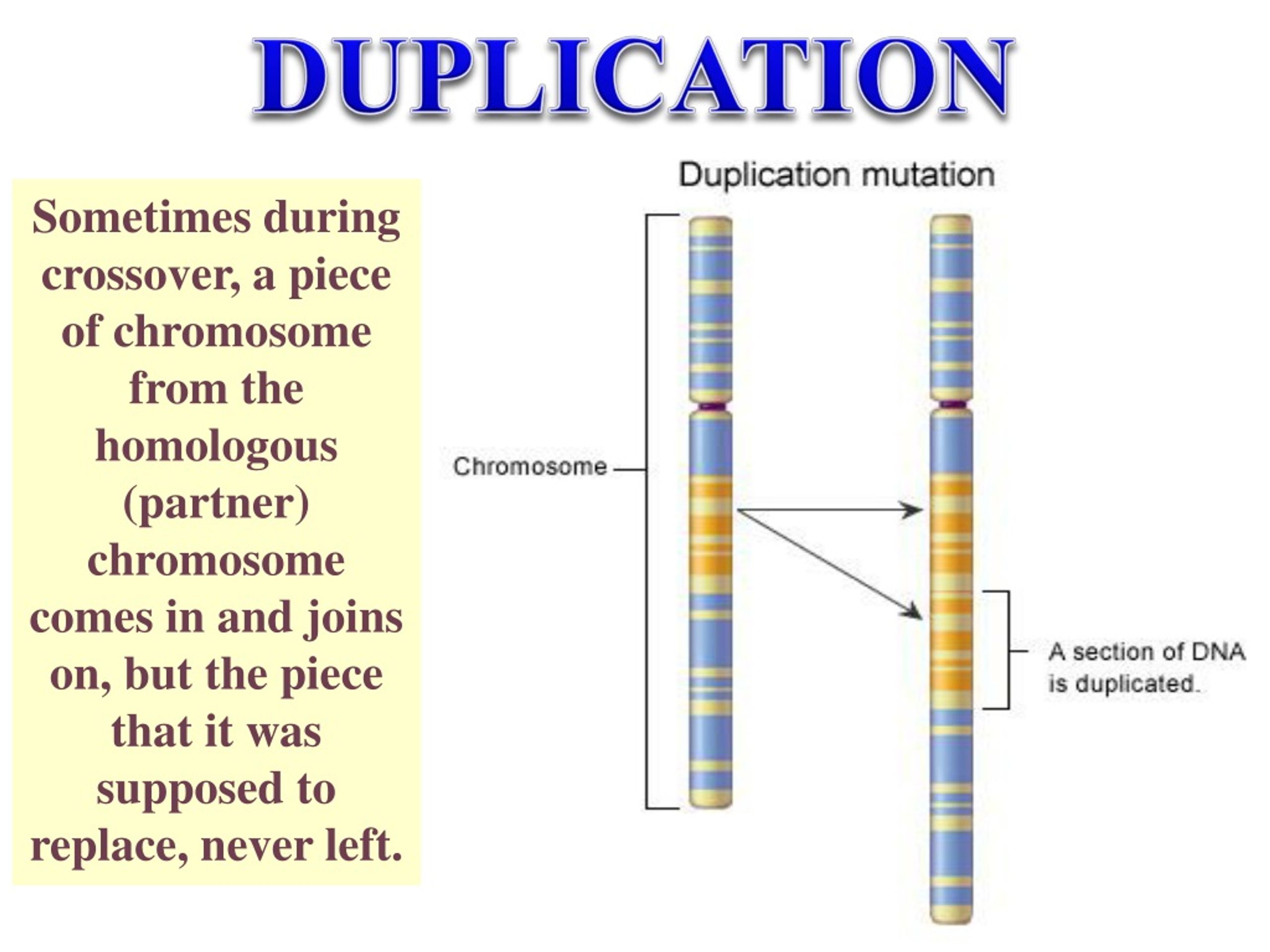 Гены в хромосоме образуют группу